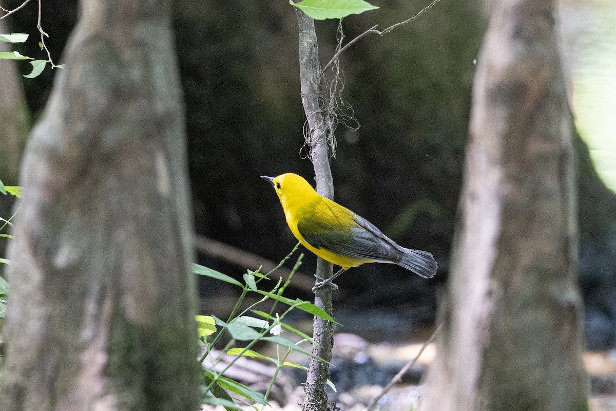 Prothonotary Warbler - ML619362485