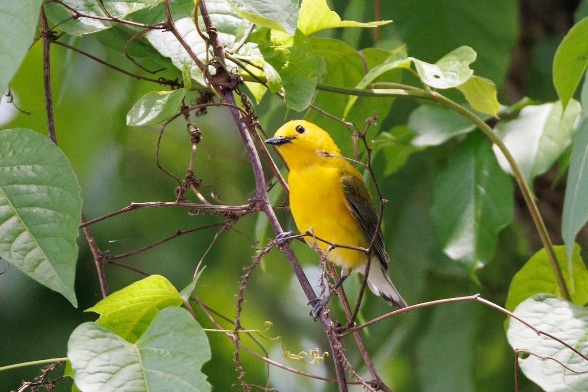 Prothonotary Warbler - ML619362488