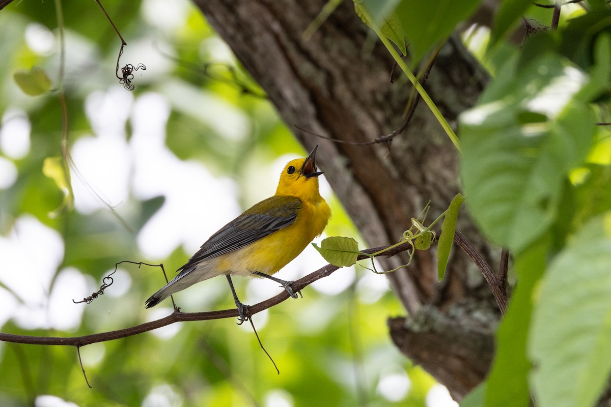 Prothonotary Warbler - ML619362493