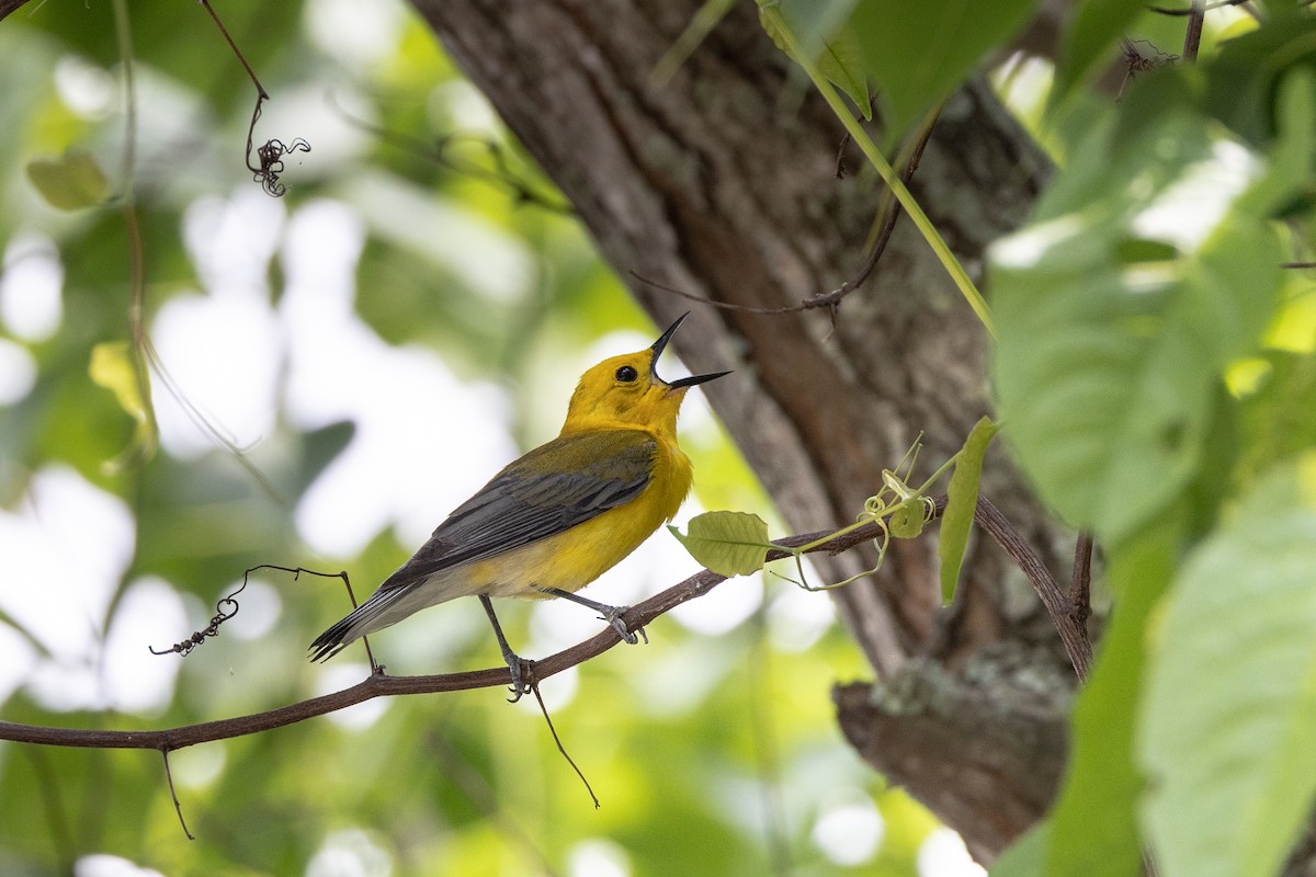 Prothonotary Warbler - ML619362495