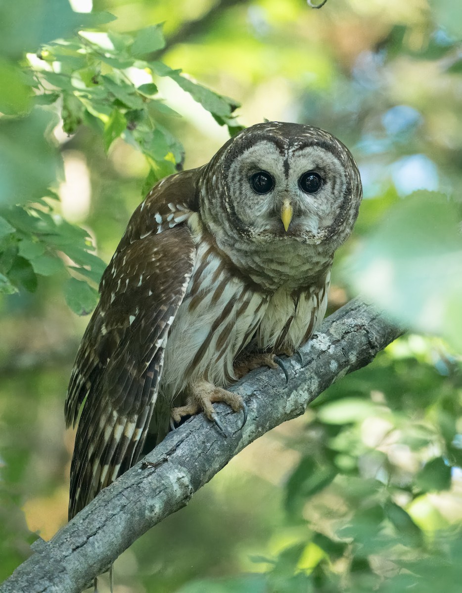 Barred Owl - ML619362513
