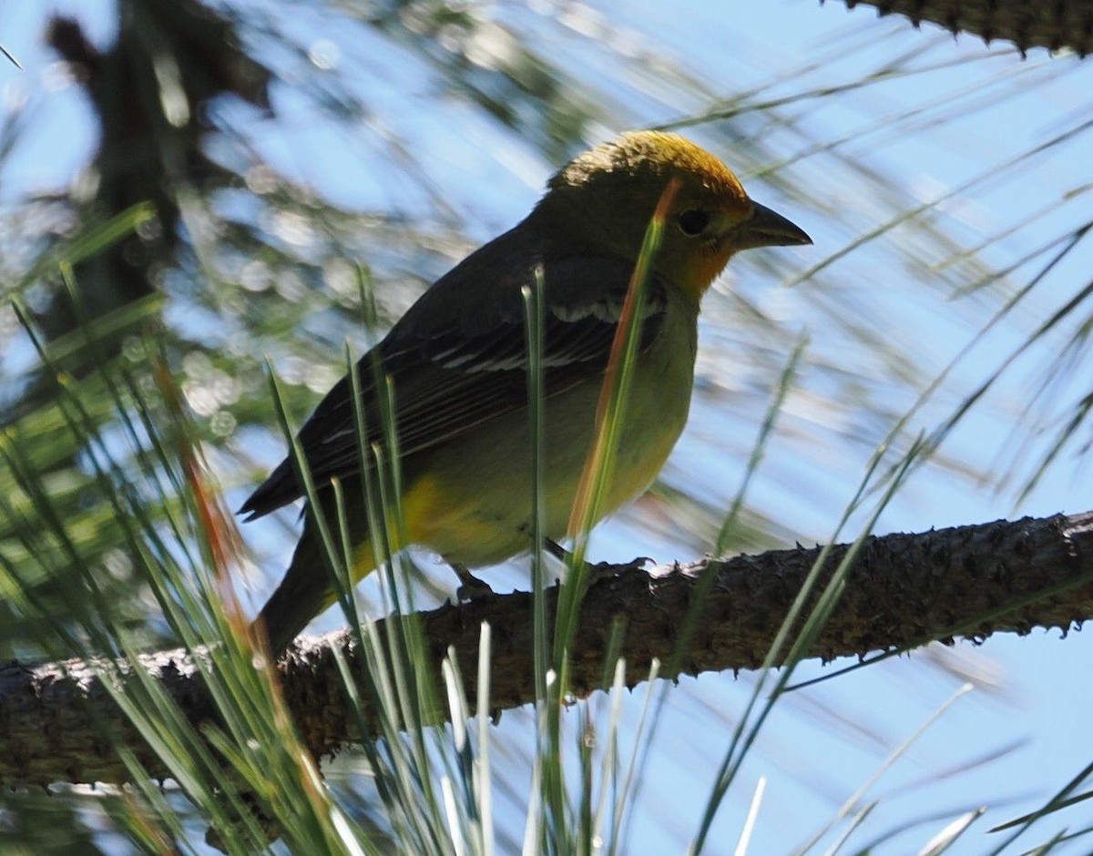 Western Tanager - ML619362545
