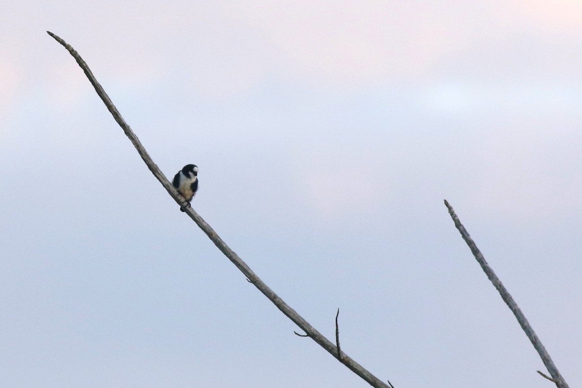 White-fronted Falconet - ML619362557