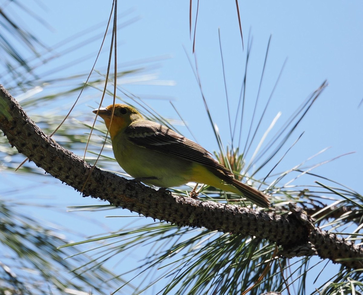 Western Tanager - ML619362561