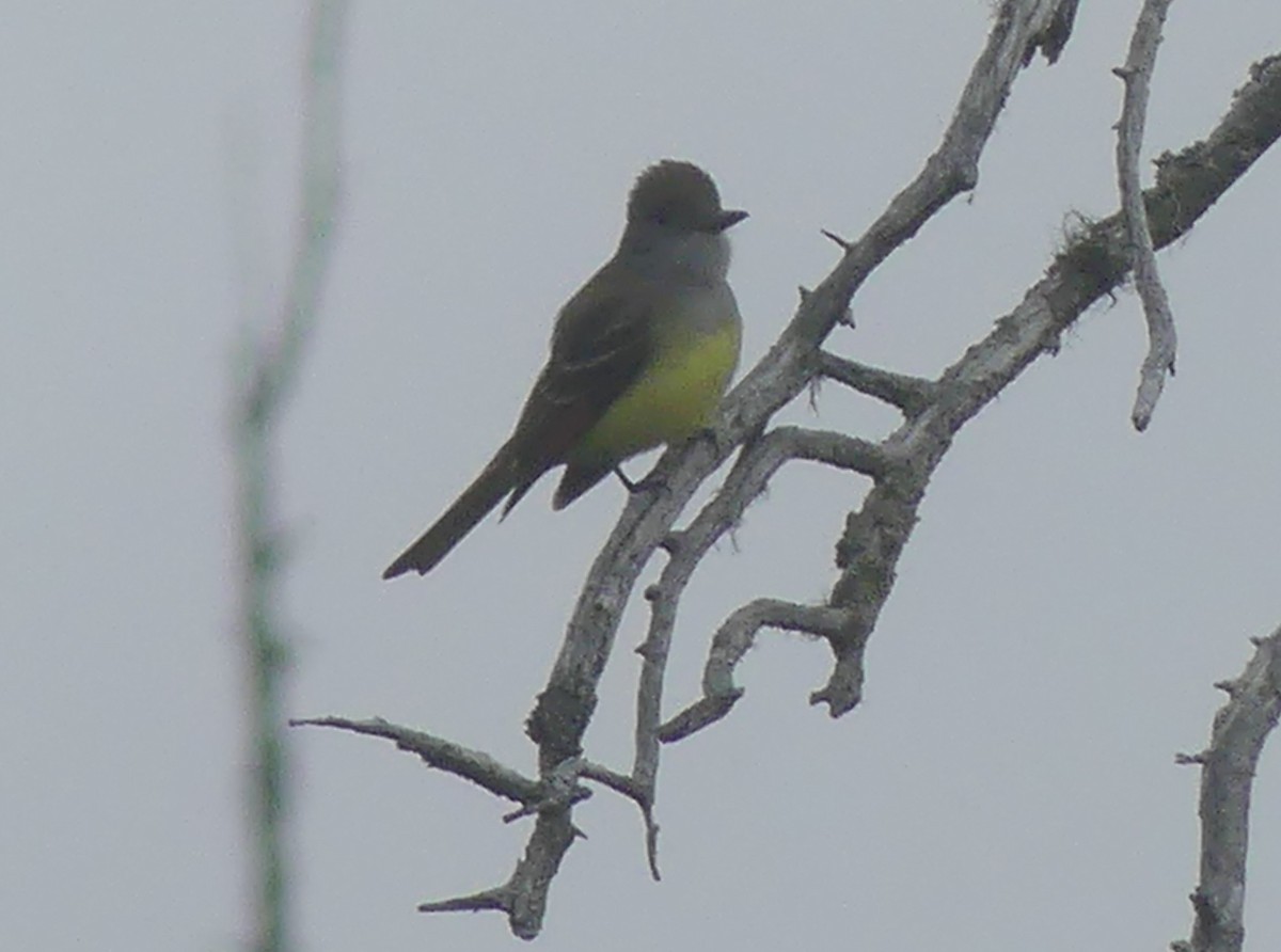 Great Crested Flycatcher - ML619362566