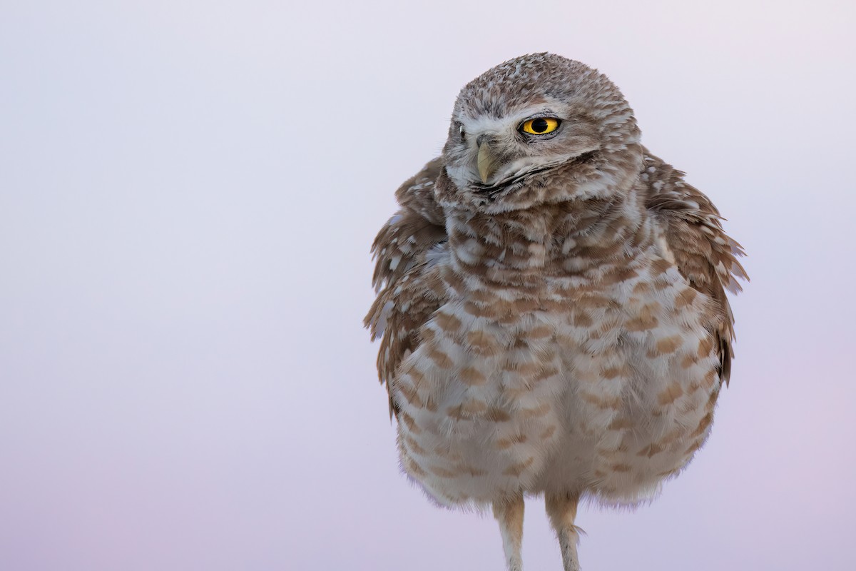Burrowing Owl - ML619362571