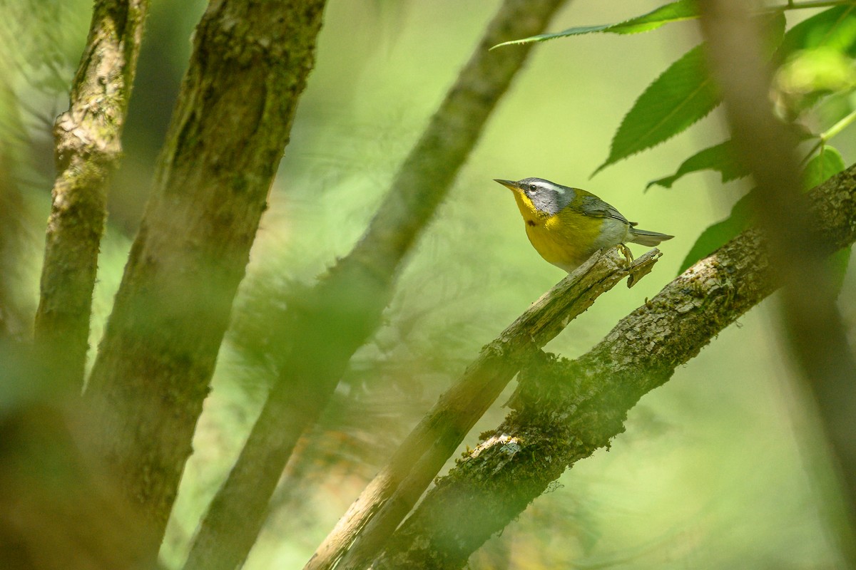 Crescent-chested Warbler - ML619362631