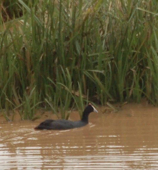 Red-knobbed Coot - ML619362666
