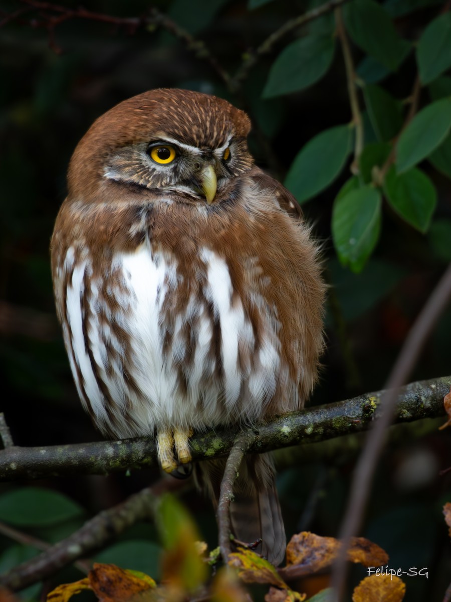 Austral Pygmy-Owl - ML619362694