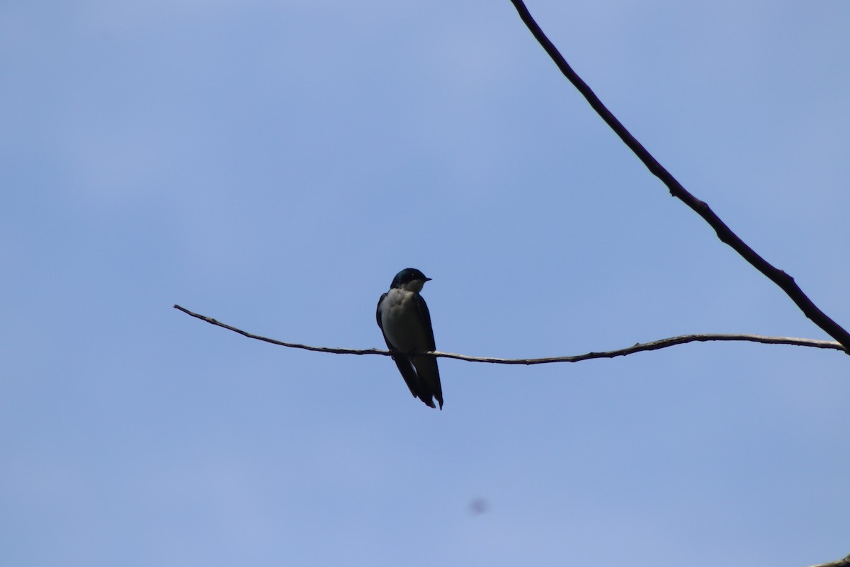 Tree Swallow - ML619362717