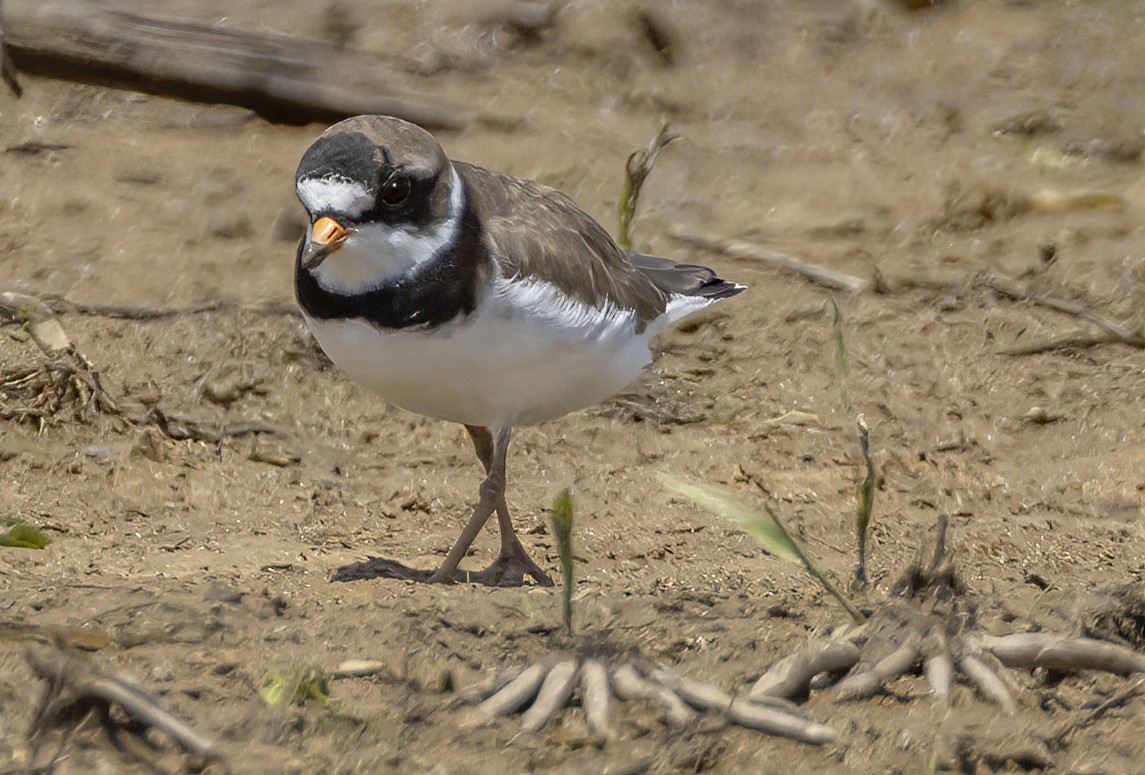 Semipalmated Plover - ML619362727