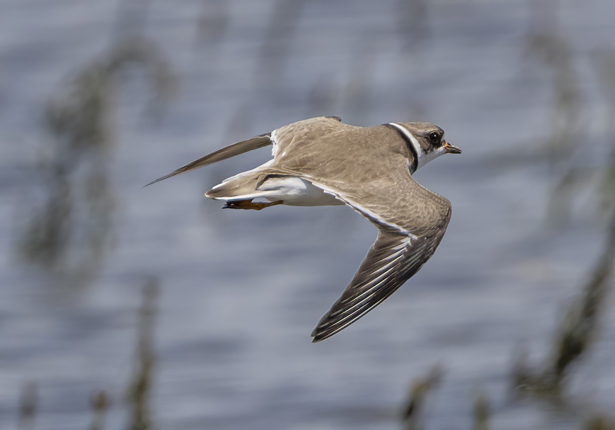 Semipalmated Plover - ML619362730