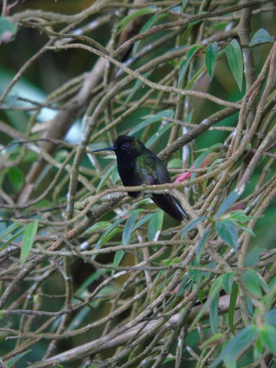 Black-bellied Hummingbird - ML619362732