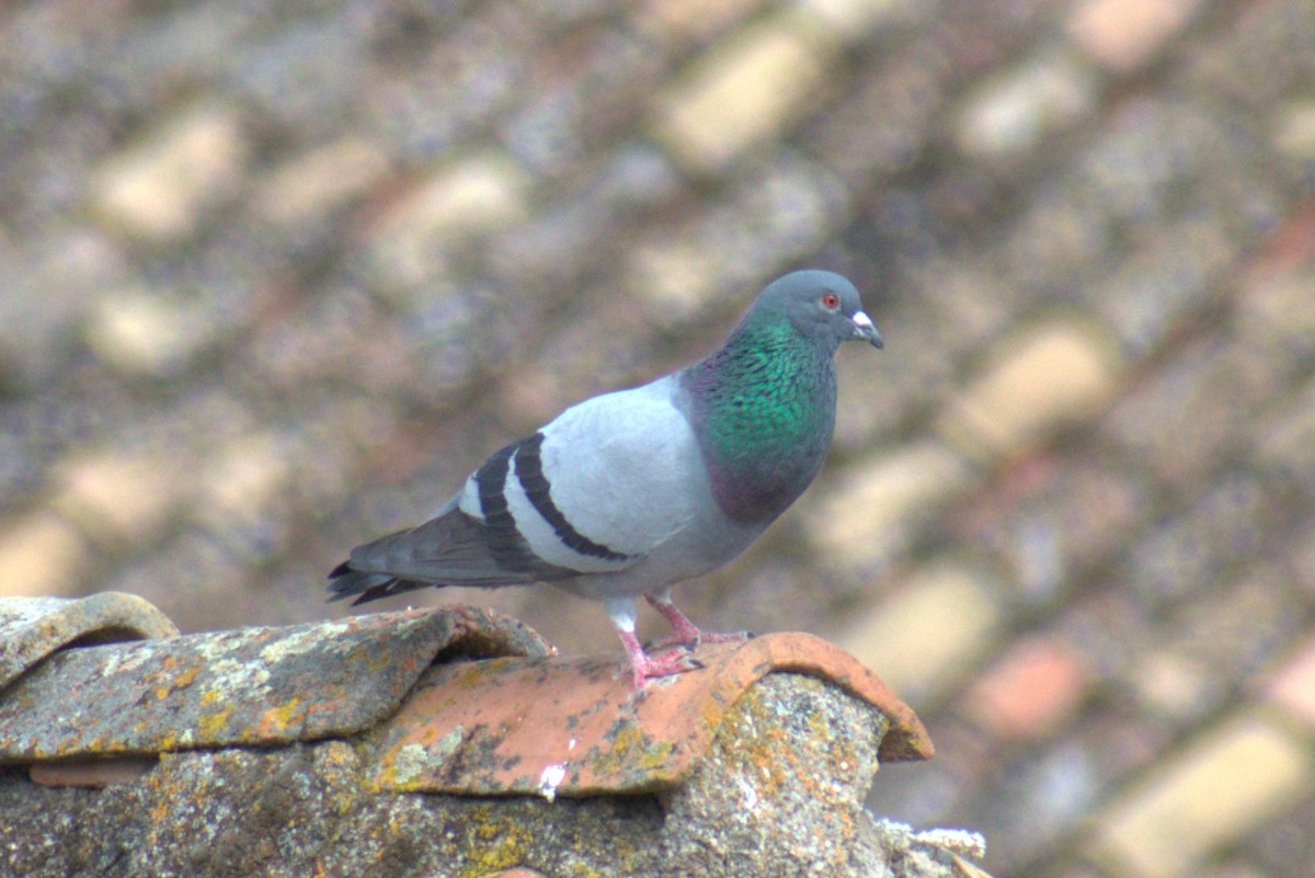Rock Pigeon (Feral Pigeon) - ML619362757