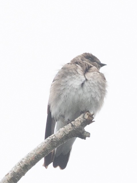 Northern Rough-winged Swallow - ML619362758