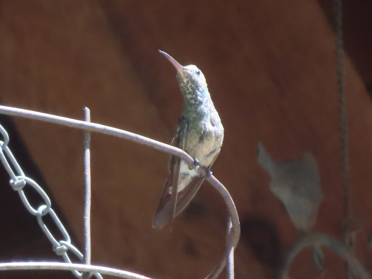 Berylline Hummingbird - ML619362810