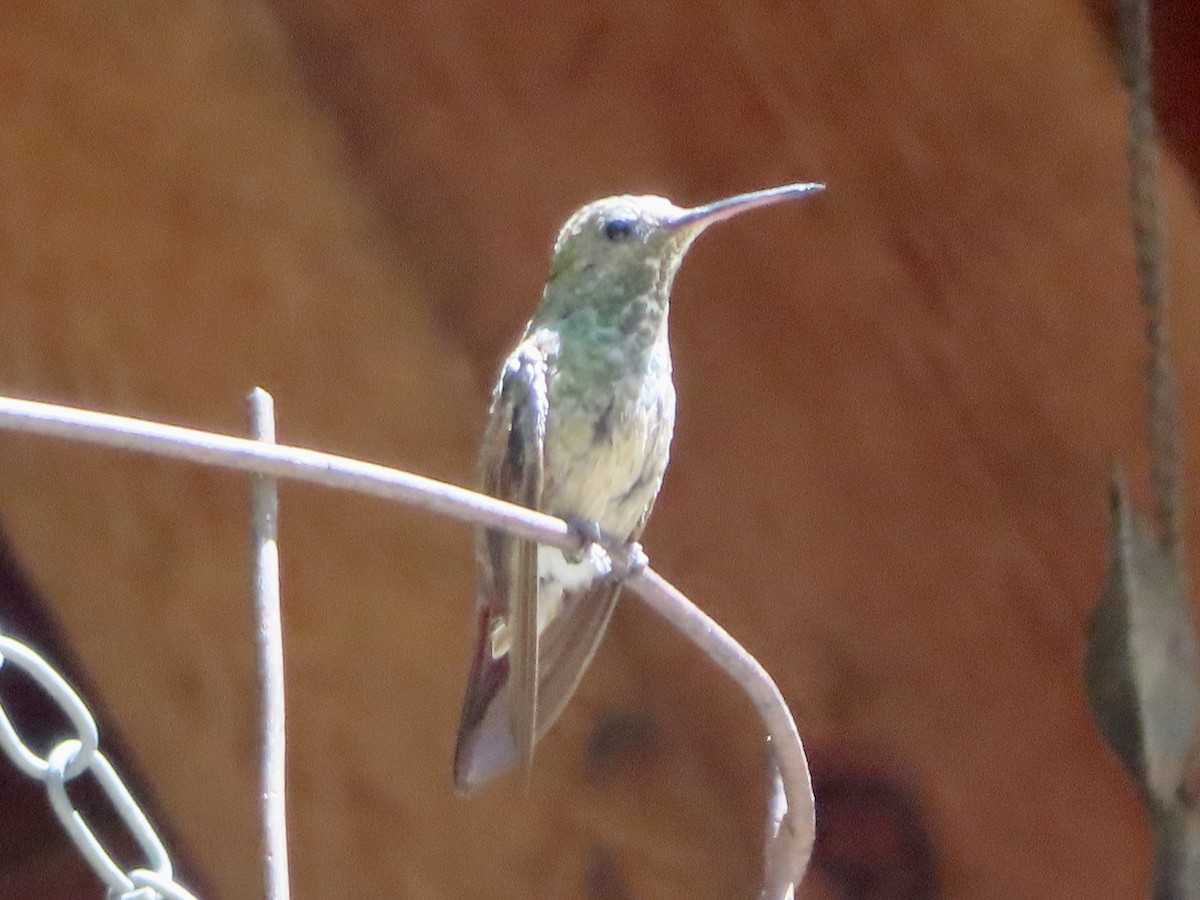 Berylline Hummingbird - ML619362811