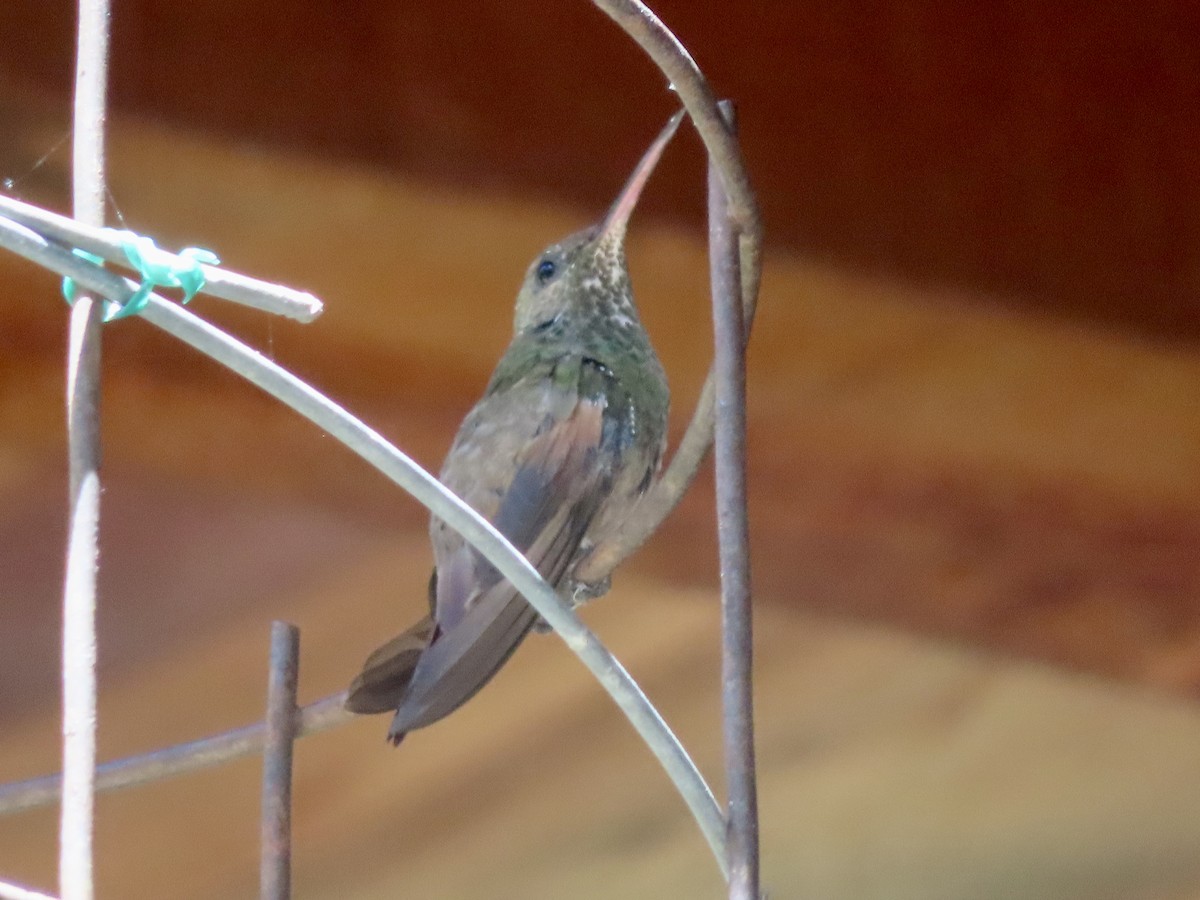 Berylline Hummingbird - ML619362813