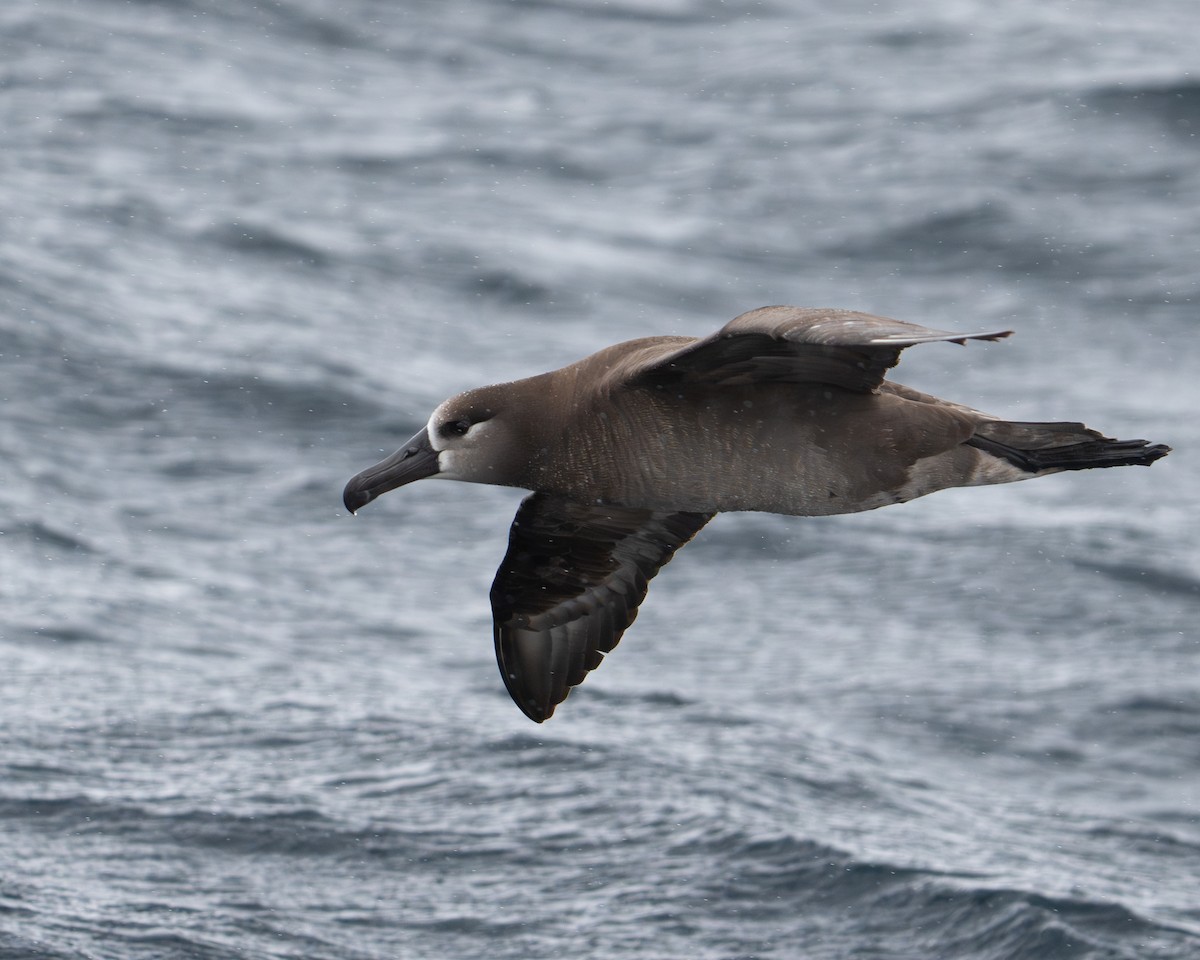 Black-footed Albatross - ML619362825