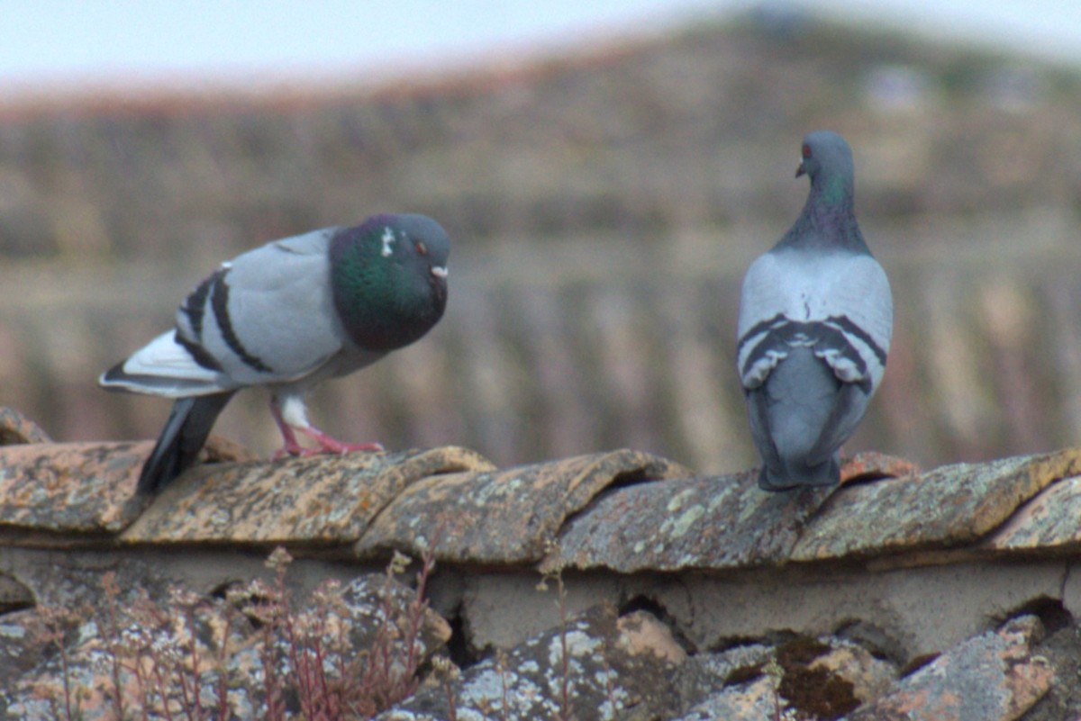Rock Pigeon (Feral Pigeon) - ML619362843