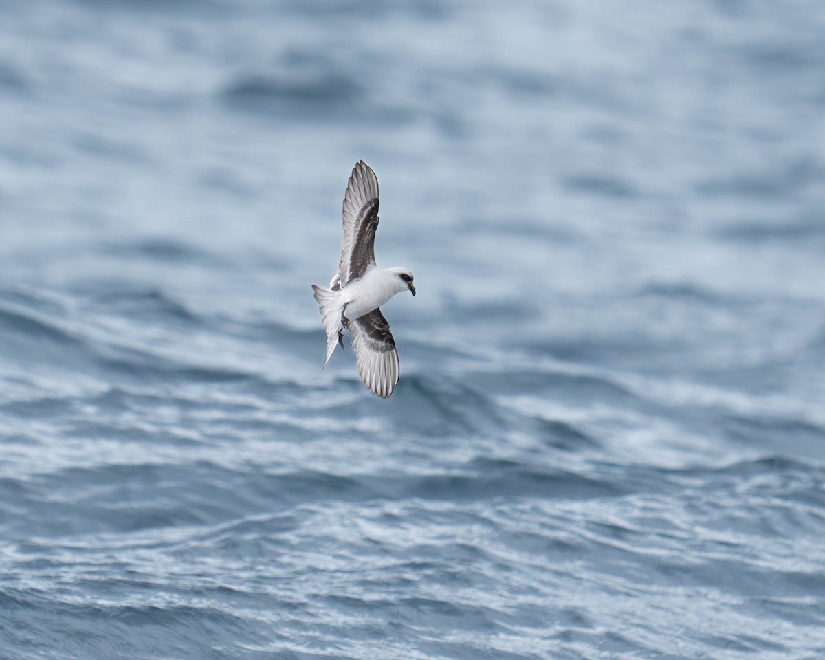 Fork-tailed Storm-Petrel - ML619362869
