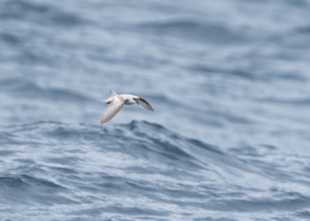 Fork-tailed Storm-Petrel - ML619362870
