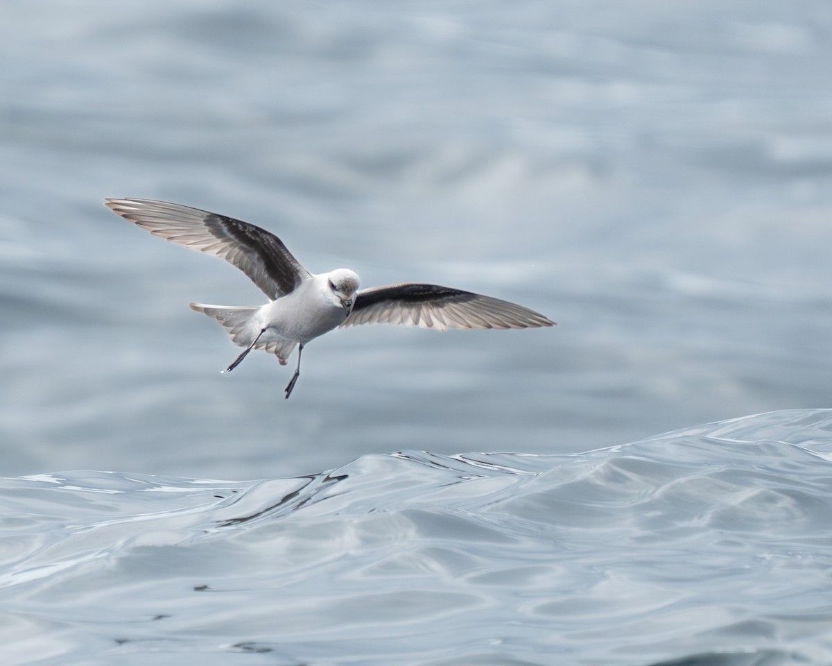 Fork-tailed Storm-Petrel - ML619362871