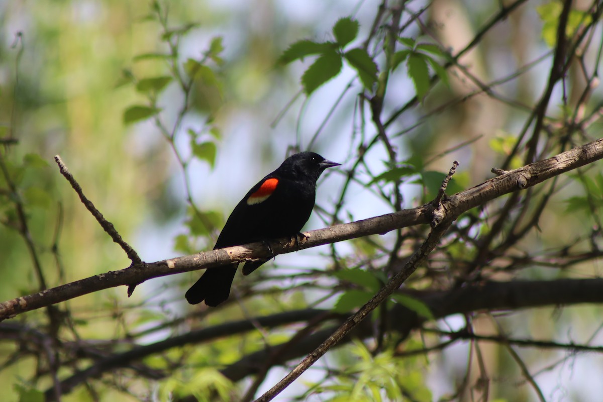 Red-winged Blackbird - ML619362897