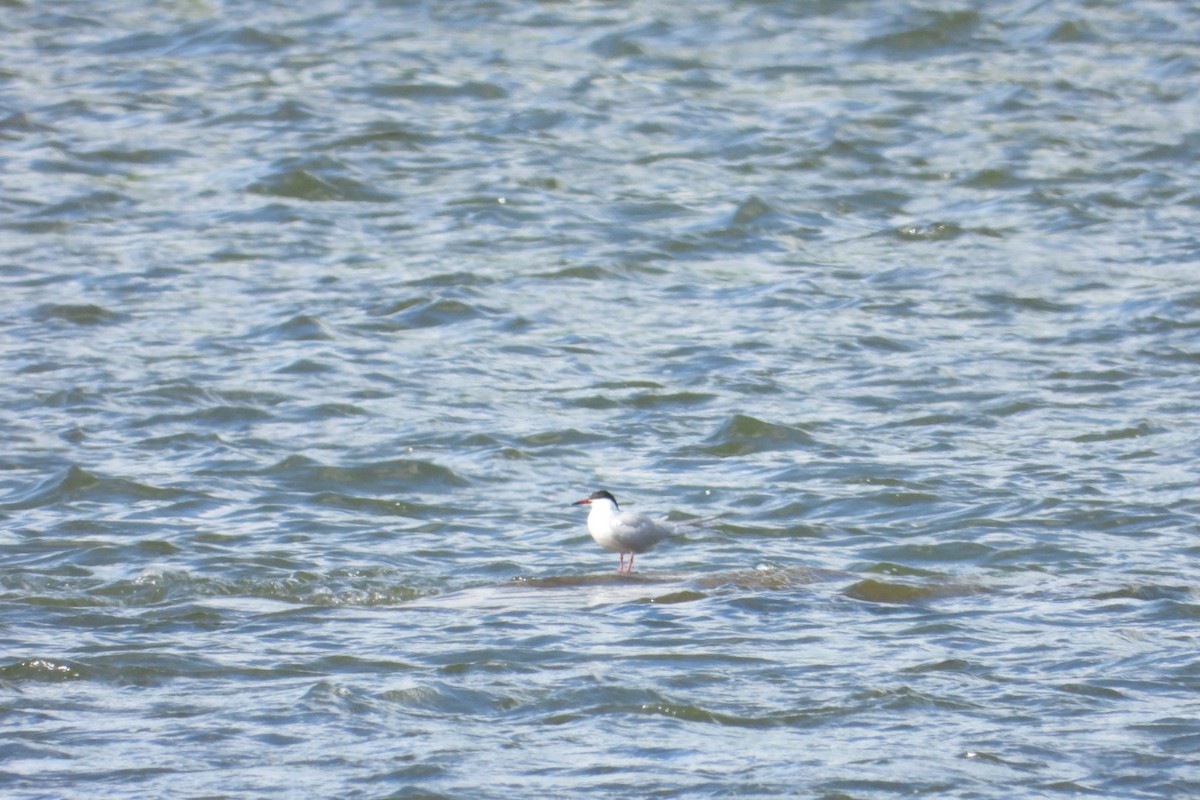Common Tern - ML619362908