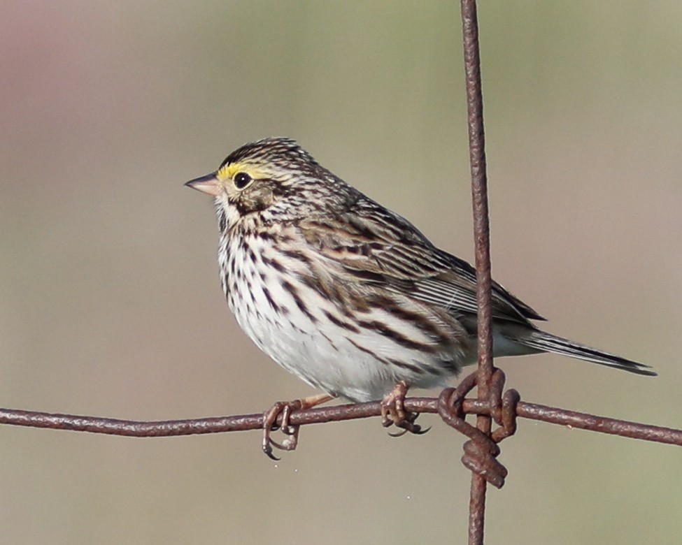 Savannah Sparrow - ML619362924