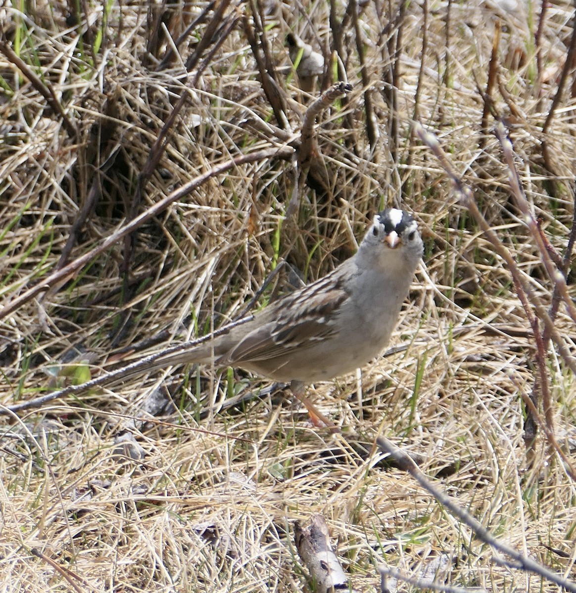 White-crowned Sparrow - ML619362926