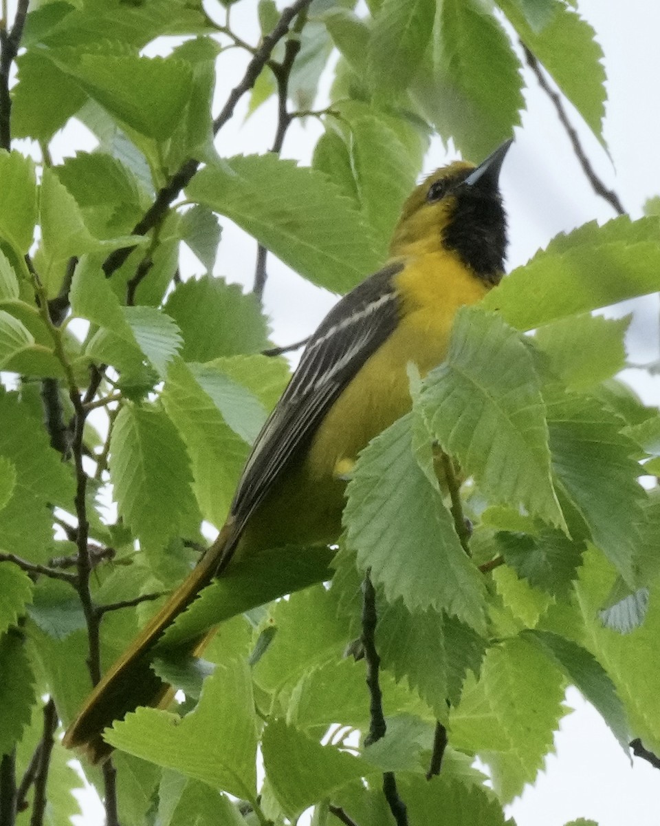 Orchard Oriole - ML619362946