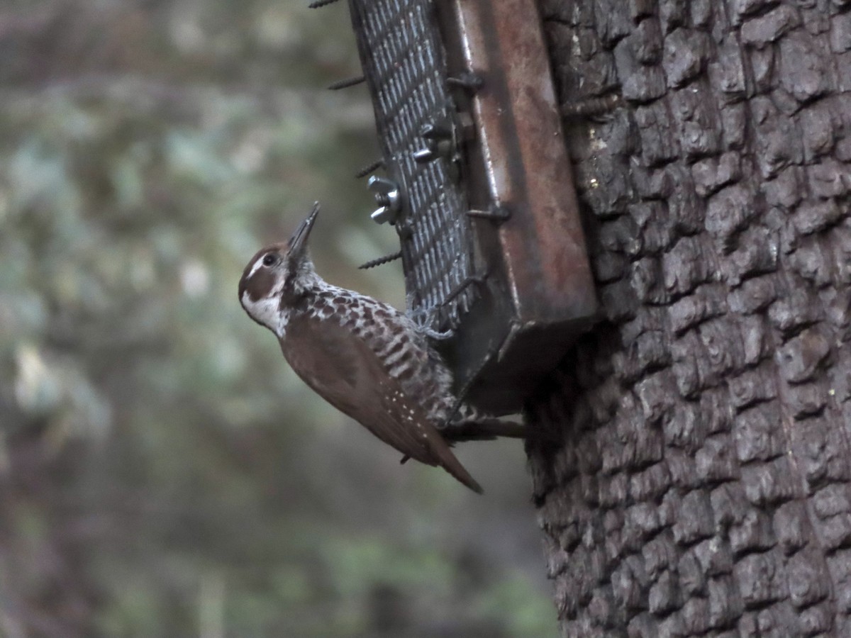 Arizona Woodpecker - ML619363033