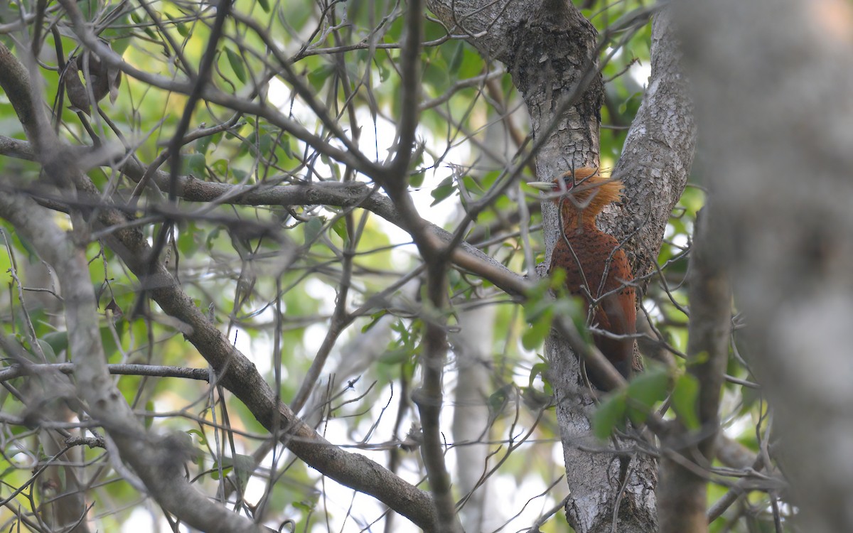 Chestnut-colored Woodpecker - ML619363039