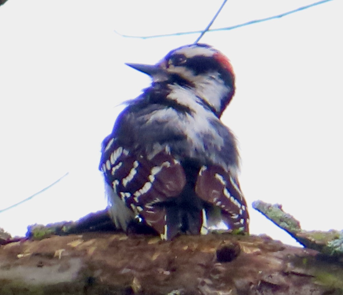 Downy Woodpecker - ML619363059