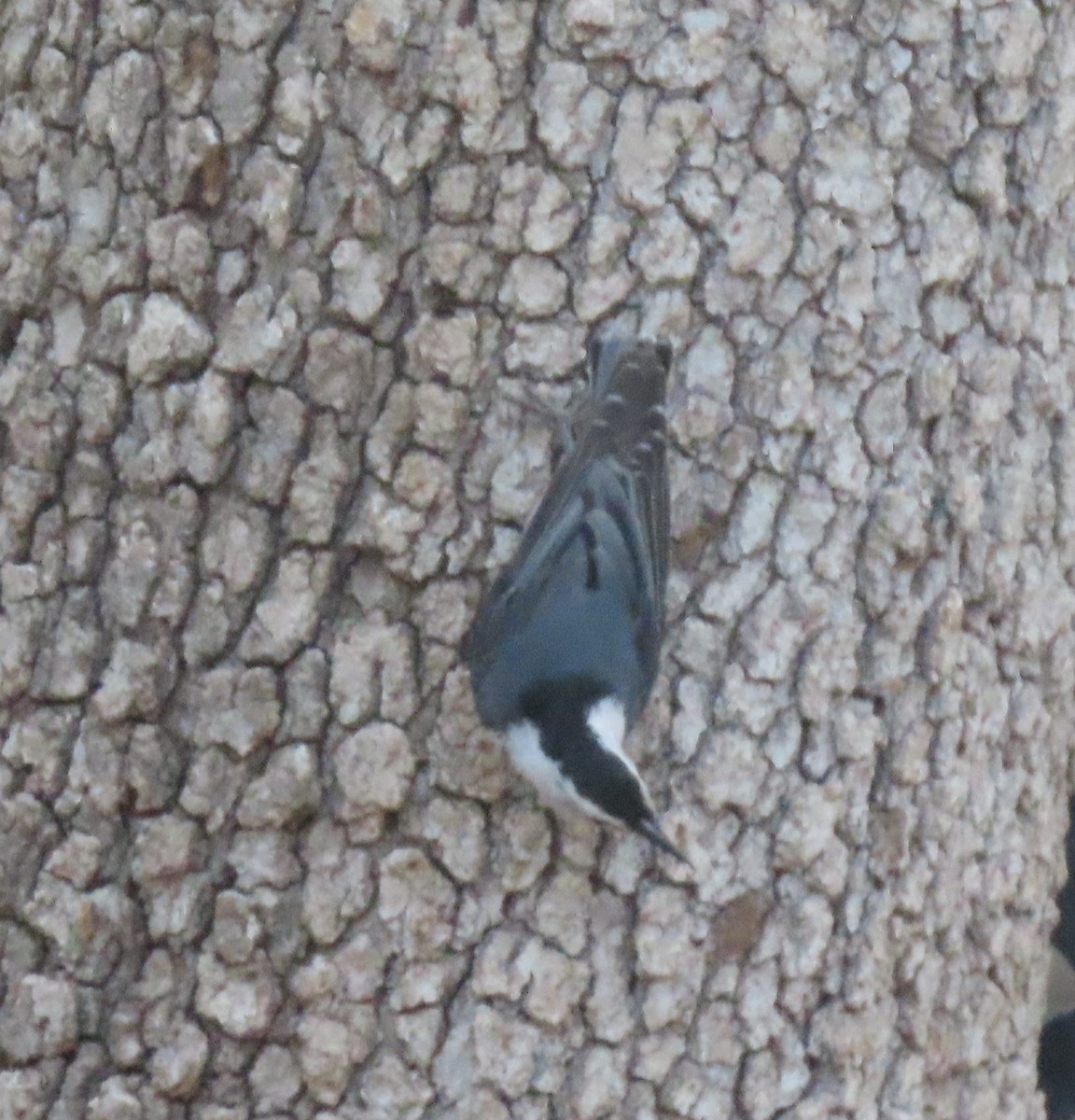 White-breasted Nuthatch - ML619363063