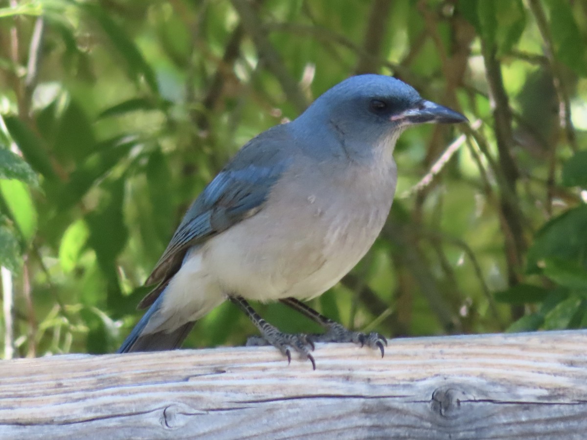 Mexican Jay - ML619363078