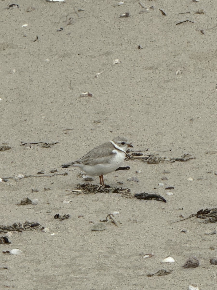Piping Plover - ML619363091
