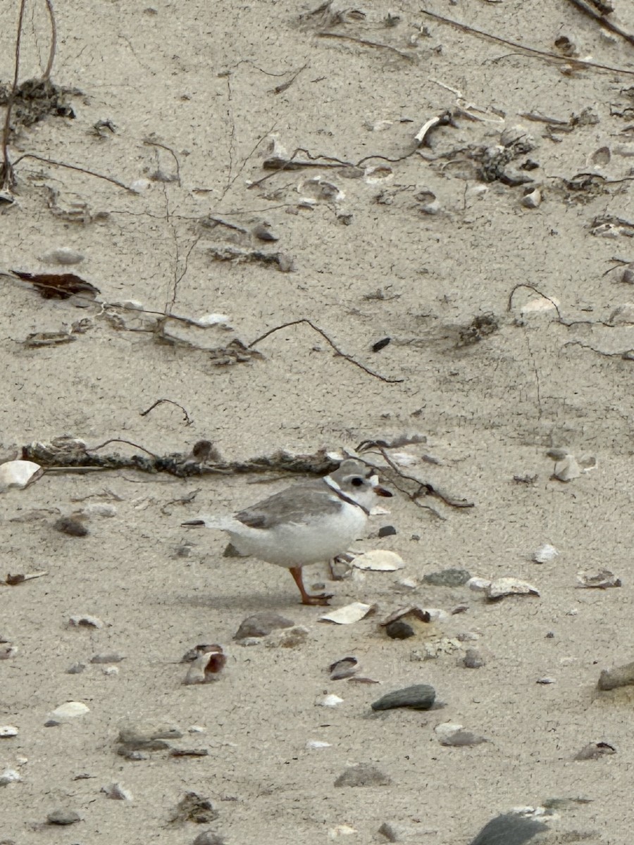 Piping Plover - ML619363095