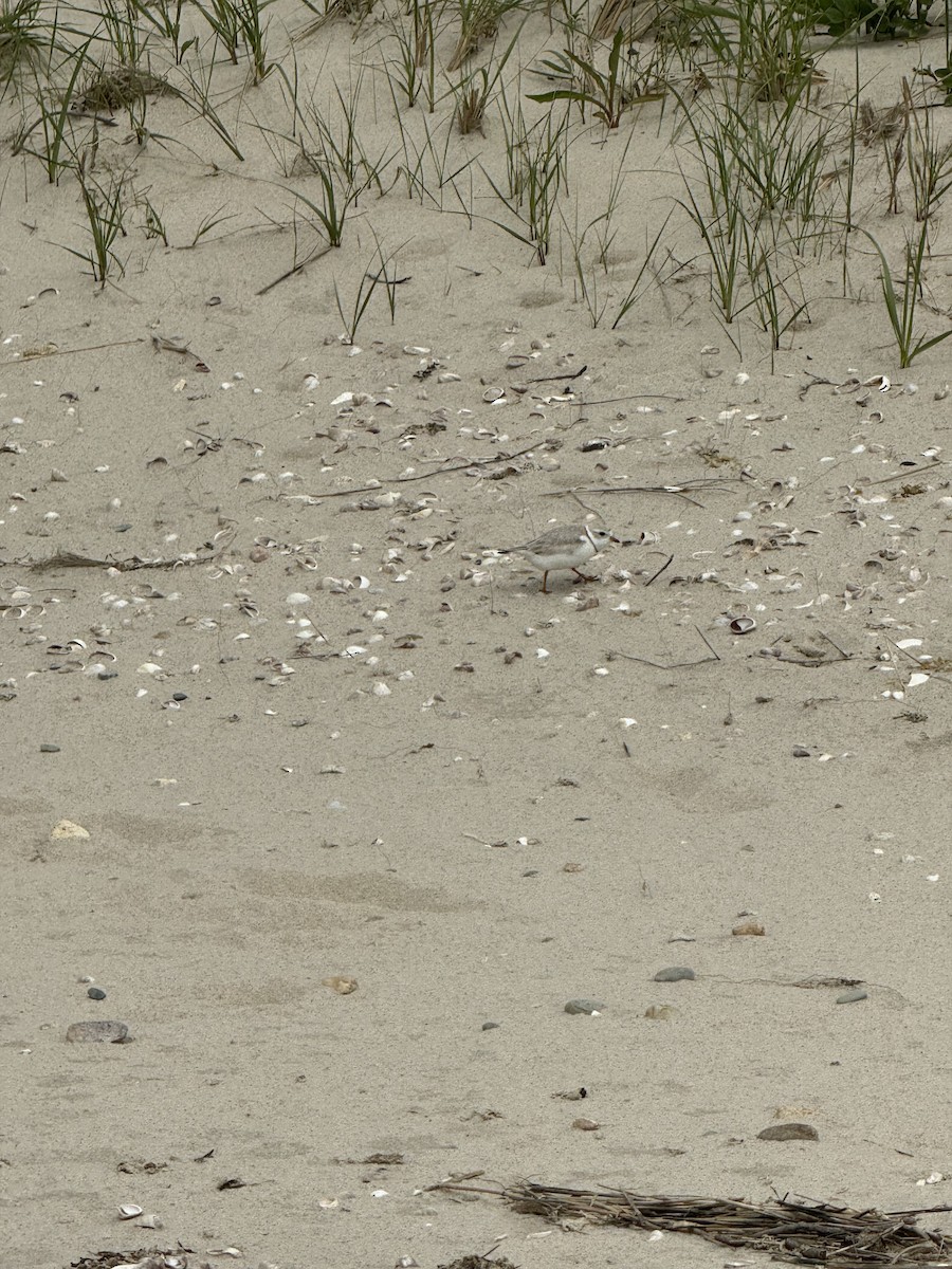 Piping Plover - ML619363097
