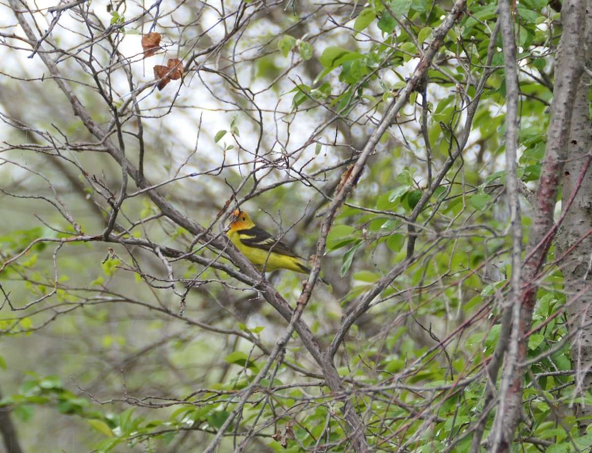 Western Tanager - ML619363127