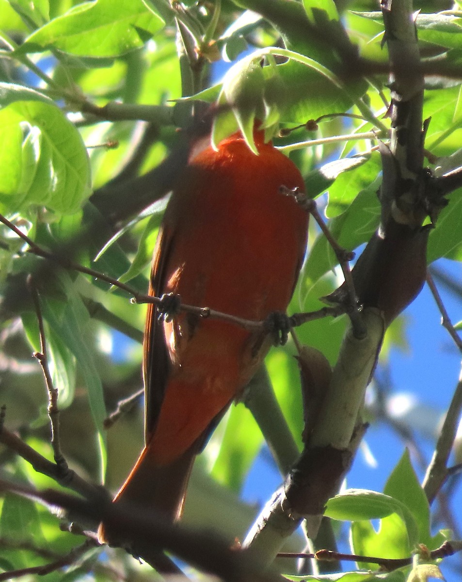 Hepatic Tanager - ML619363183