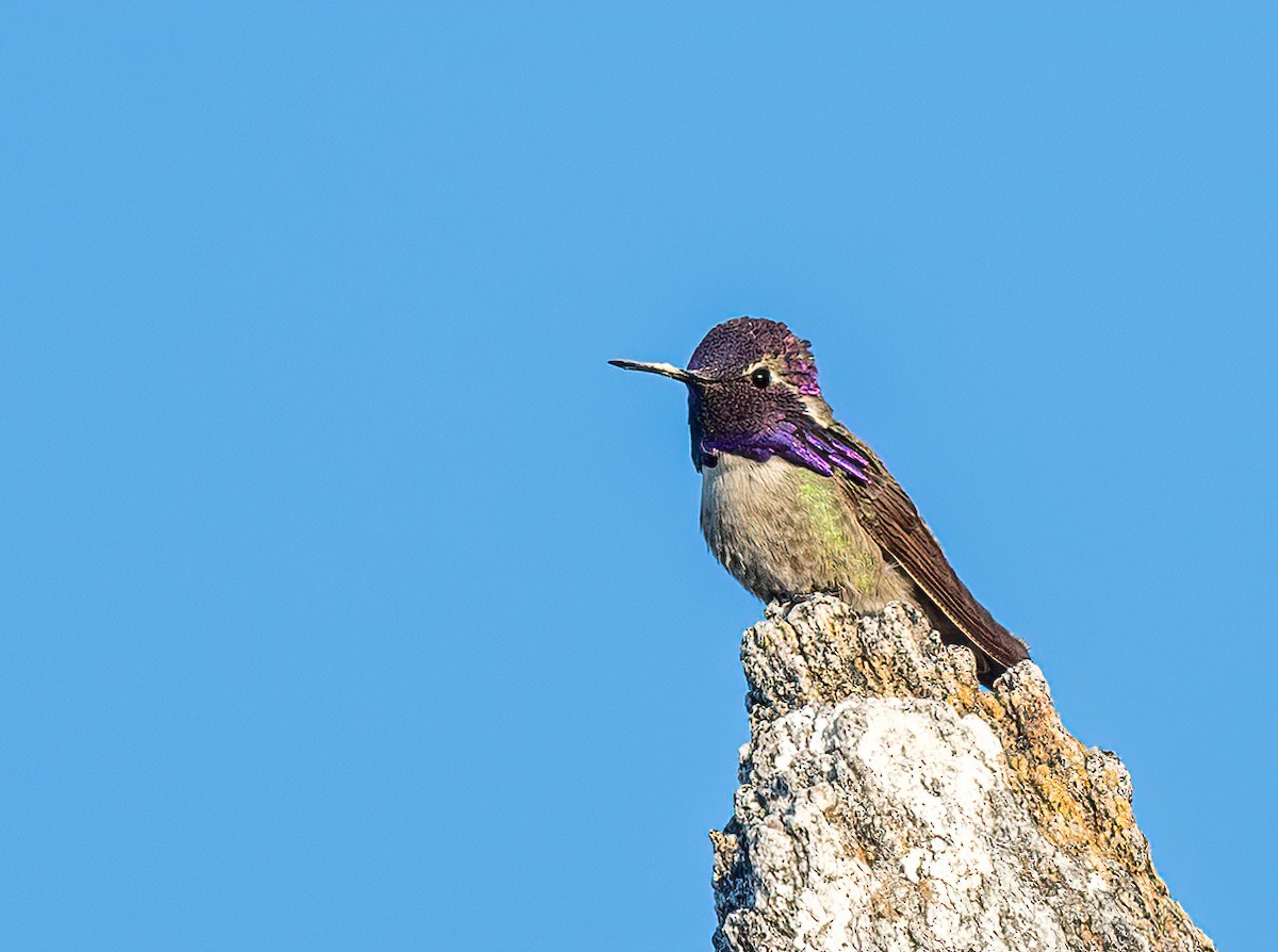 Costa's Hummingbird - ML619363205