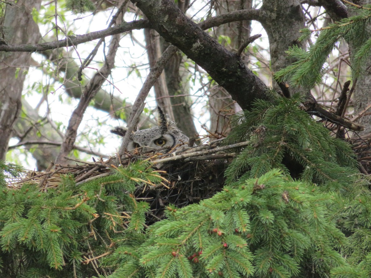 Great Horned Owl - ML619363211