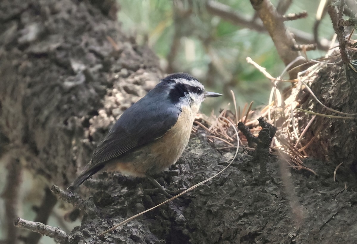 Red-breasted Nuthatch - ML619363224