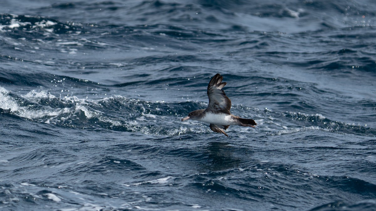 Pink-footed Shearwater - ML619363286