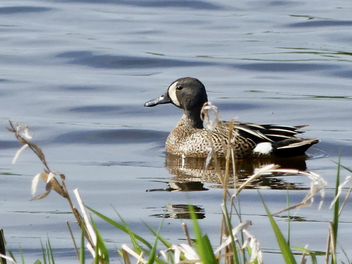 Blue-winged Teal - ML619363318