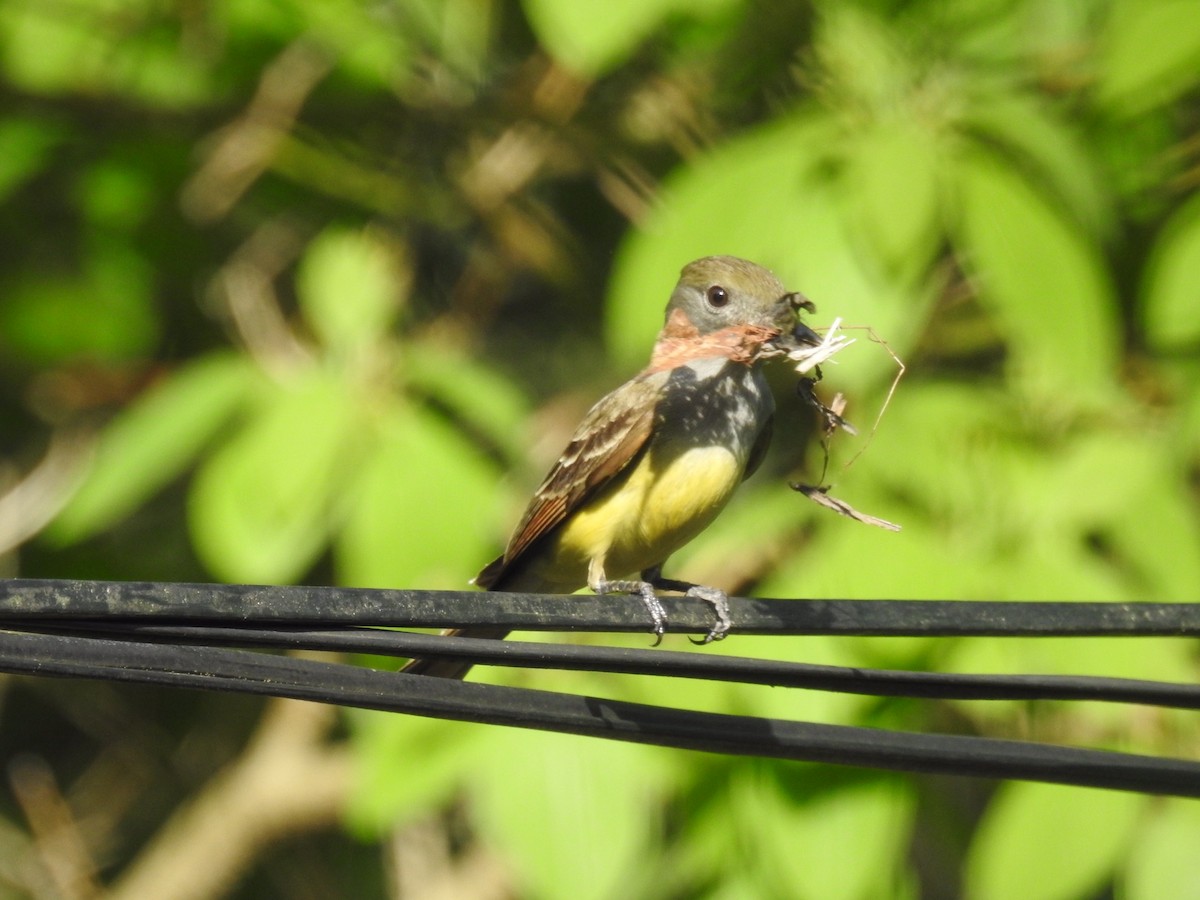 Great Crested Flycatcher - ML619363320