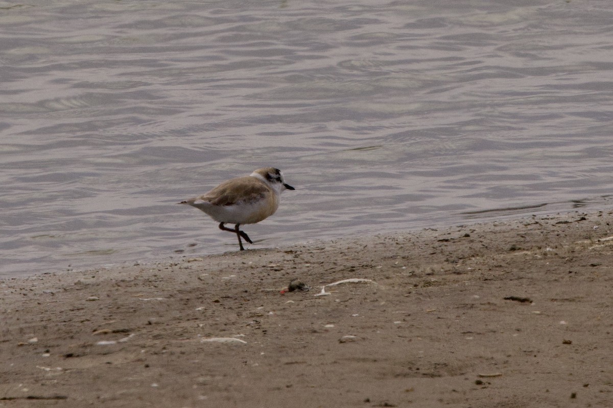 White-fronted Plover - ML619363332