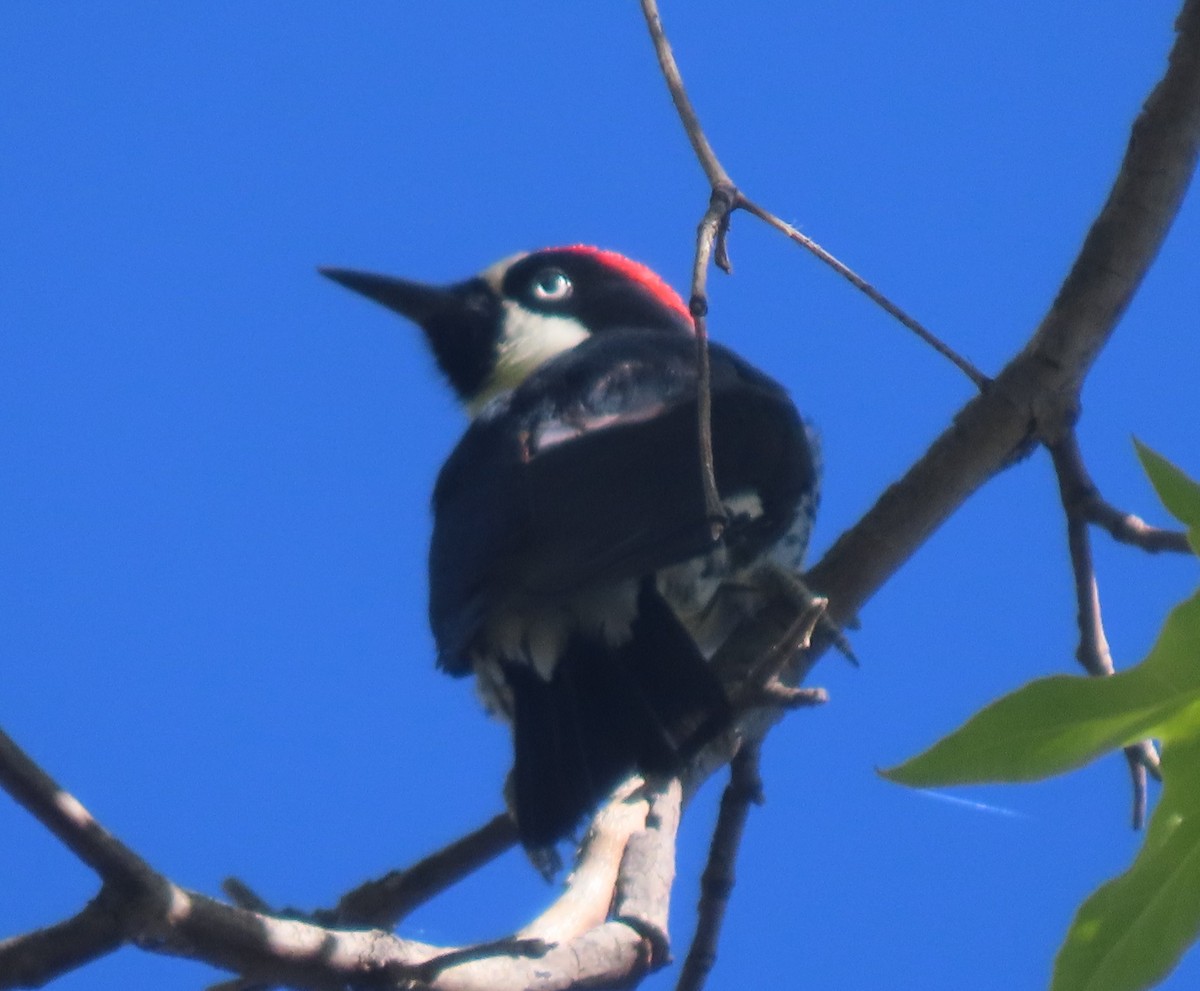 Acorn Woodpecker - ML619363348